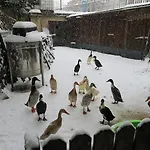 Snowbunnys Backpackers بيت شباب كيتزبوهيل