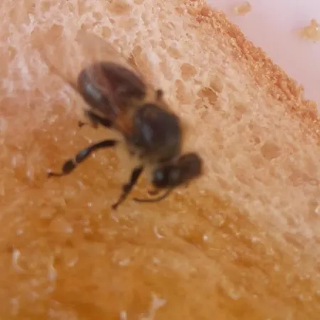 Snowbunnys Backpackers Hostel