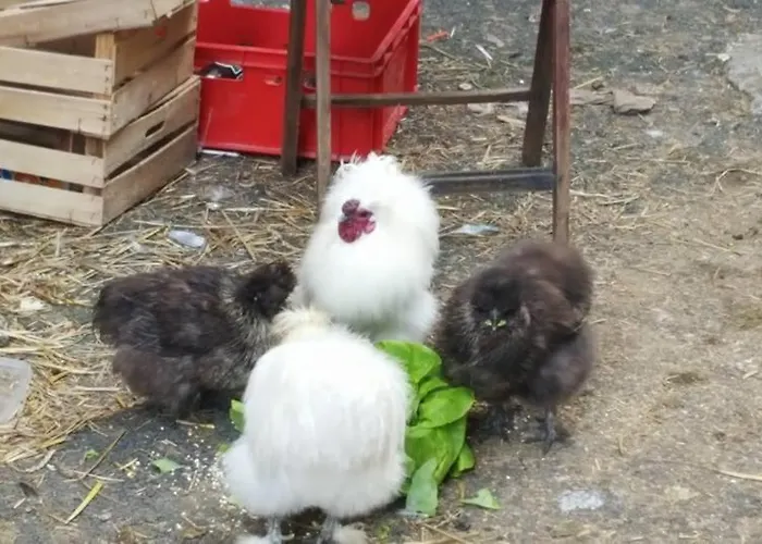 Hostal Snowbunnys Backpackers Kitzbühel