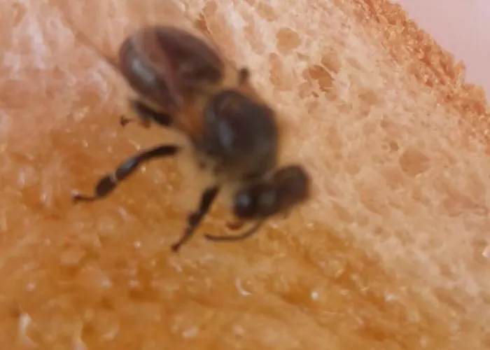 Snowbunnys Backpackers Hostal