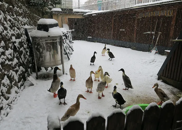 Snowbunnys Backpackers بيت شباب كيتزبوهيل