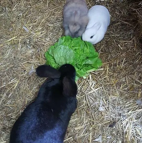 Snowbunnys Backpackers بيت شباب كيتزبوهيل