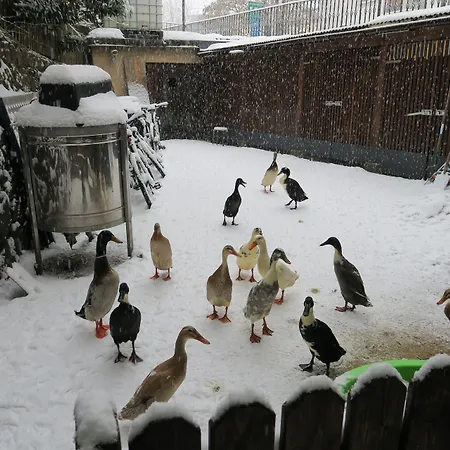 Snowbunnys Backpackers Hostal Kitzbühel